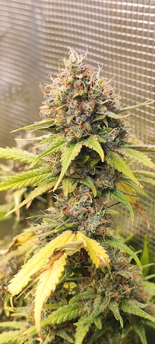 Growreport Bild 5
