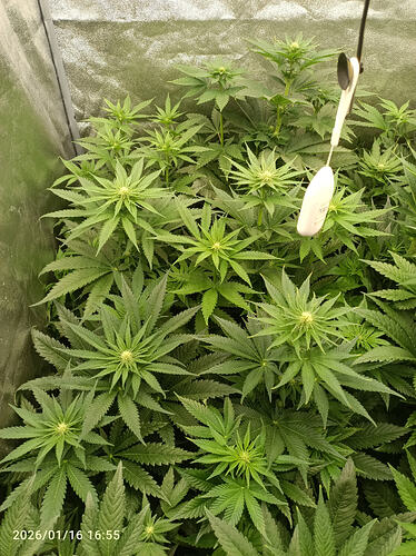 Growreport Bild 13