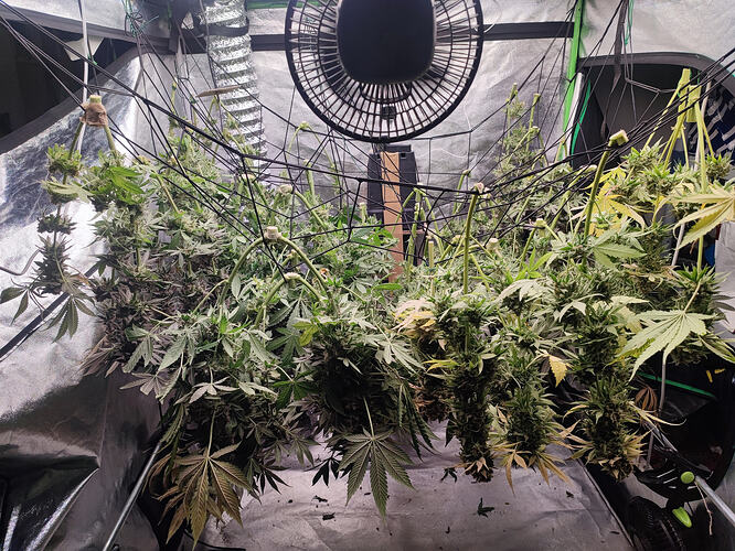 Growreport Bild 59