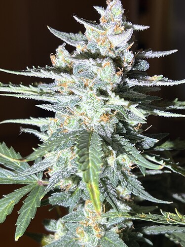 Growreport Bild 14