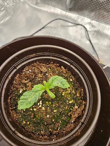 Growreport Bild 6