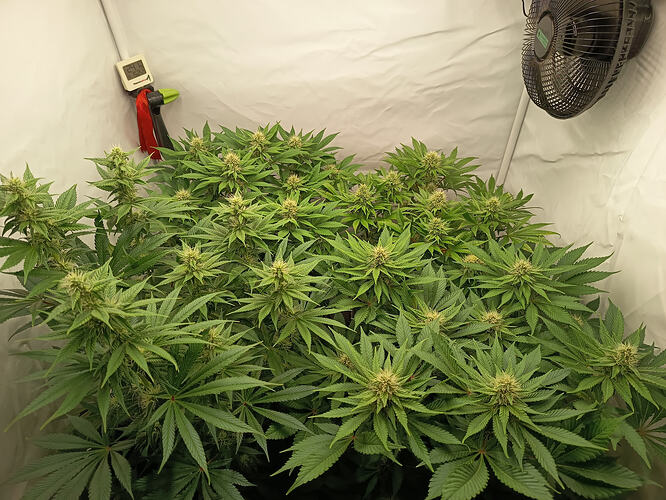 Growreport Bild 17