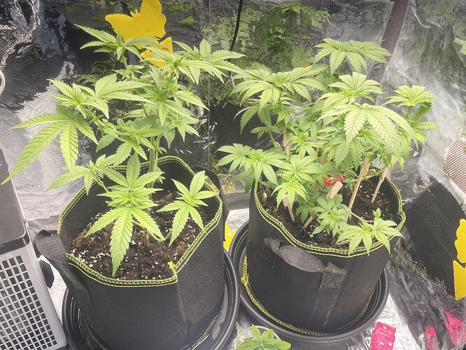Growreport Bild 1