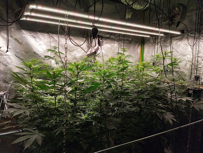 Growreport Bild 1