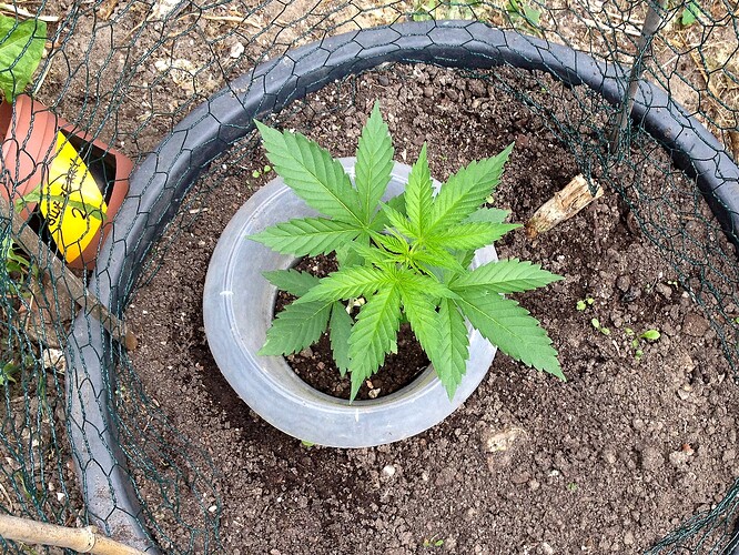 Growreport Bild 48