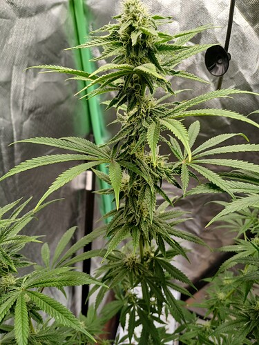 Growreport Bild 11