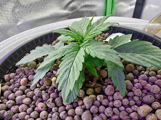 Growreport Bild 3