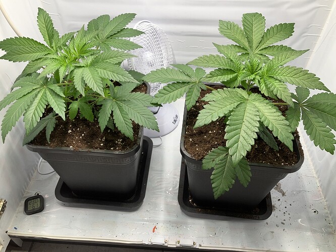 Growreport Bild 3