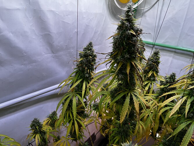 Growreport Bild 5