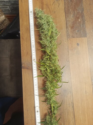 Growreport Bild 4