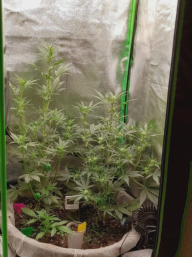 IMG_20241217_123232_hdr