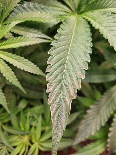 Nahaufnahme eines Cannabisblattes mit Anzeichen von Nährstoffmangel, wobei die Blattadern noch grün sind, aber die Bereiche dazwischen verfärbt sind.