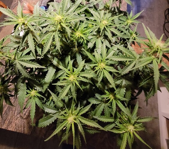 Growreport Bild 5