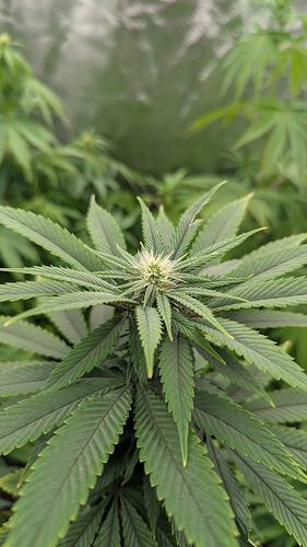 Growreport Bild 5