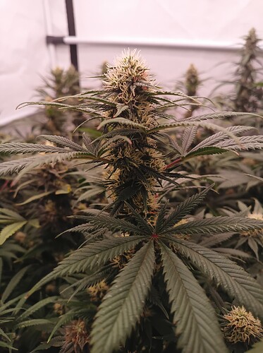 Growreport Bild 22