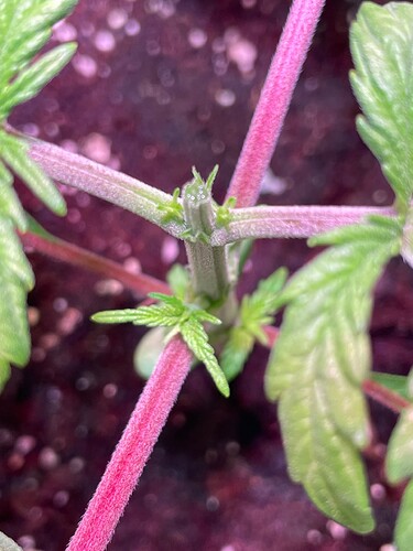 IMG_1199