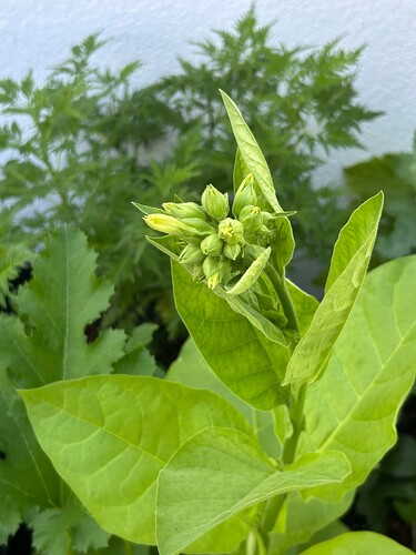Growreport Bild 37