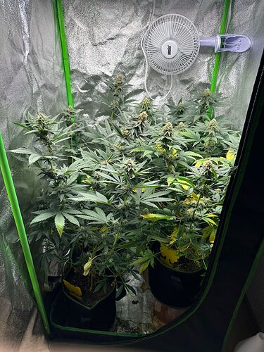 Vier Cannabispflanzen in der Blütephase in einem Growzelt mit einem Clip-Ventilator.