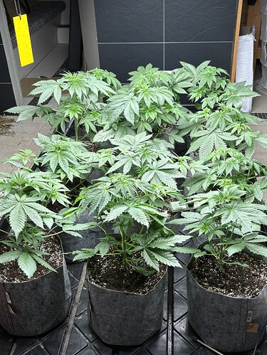 Growreport Bild 7