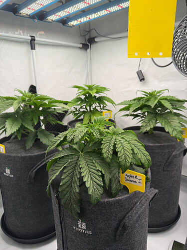 Growreport Bild 1