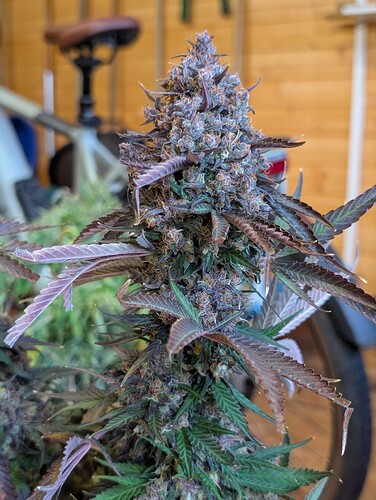 Growreport Bild 4