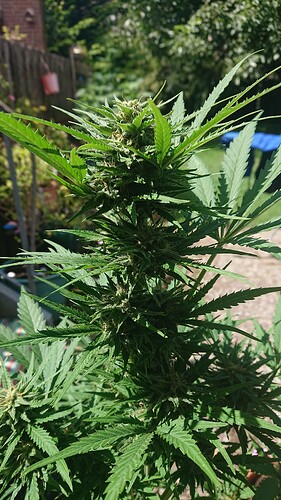 Growreport Bild 3
