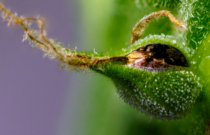 Growreport Bild 5
