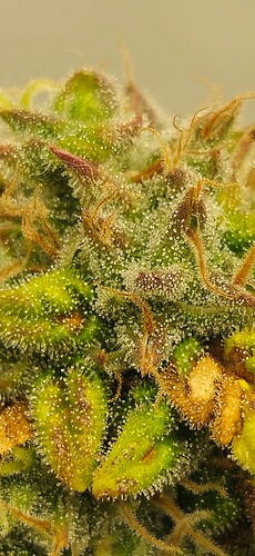 Growreport Bild 34
