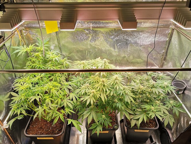 Mix grow BT26 (3)
