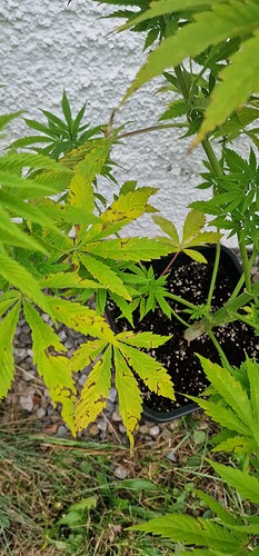 Growreport Bild 2