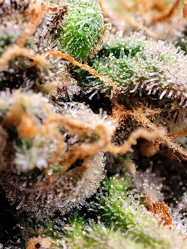 Growreport Bild 91