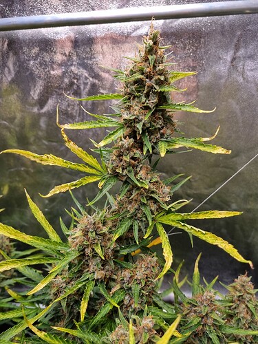 Growreport Bild 13