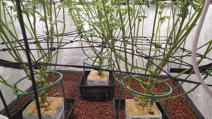 Growreport Bild 3