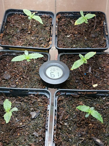Lucky Hemp LT4