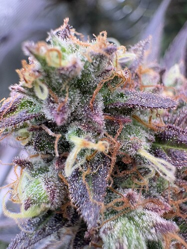 Growreport Bild 13