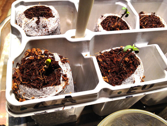 Grow26_0508_2