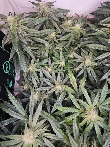 MVIMG_20251102_201305