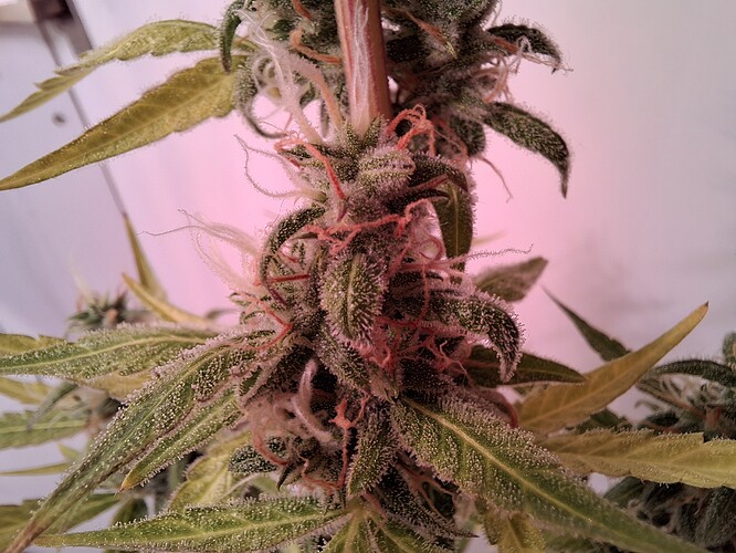 Growreport Bild 240