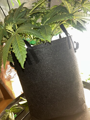 Growreport Bild 3