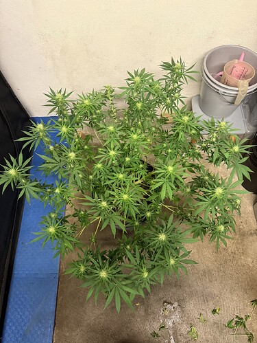 Growreport Bild 34