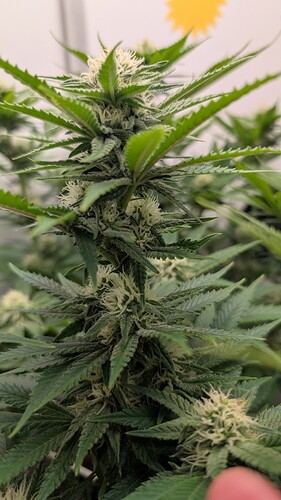 Growreport Bild 17