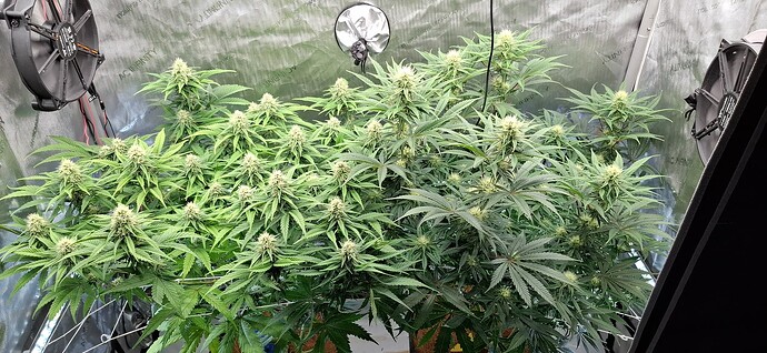 Growreport Bild 1