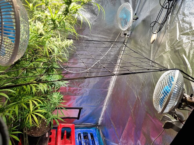 Eine Cannabis-Pflanze im Wuchsstadium in einem Growzelt mit Lüftern und Netz.