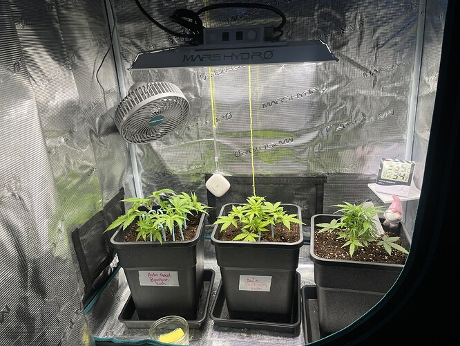 Growreport Bild 1