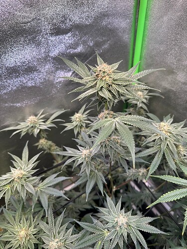 Growreport Bild 18