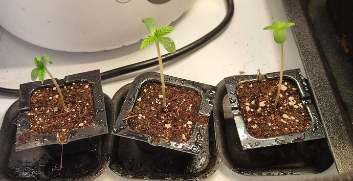 Growreport Bild 7