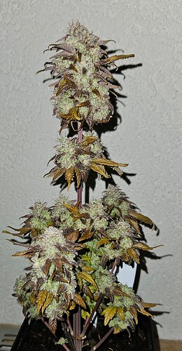 Growreport Bild 1