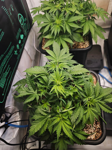 Growreport Bild 1