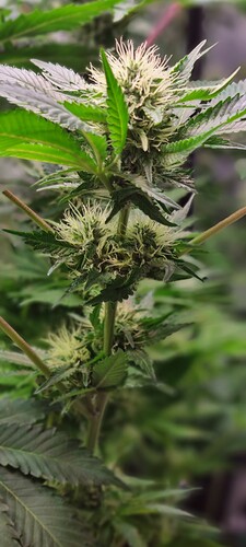 Growreport Bild 5