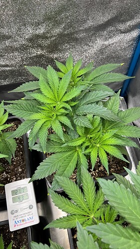 Growreport Bild 4